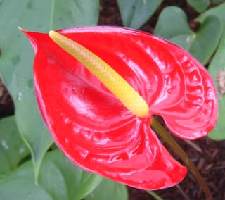 Anthurium / Flamingo Flower (genus)