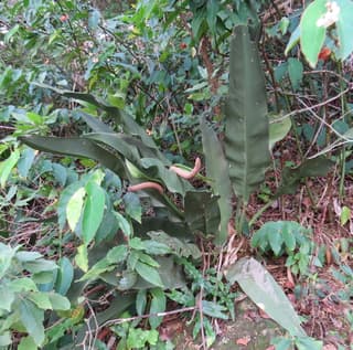 Anthurium coriaceum