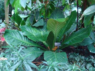 Pesäanthurium