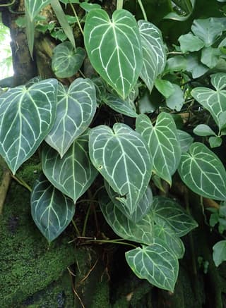 Anthurium magnificum