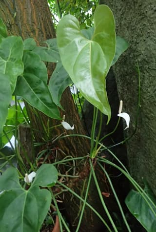 Water-Lily Anthurium