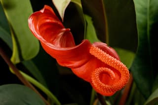 Flamingo Flower
