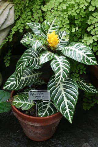 Afelandra