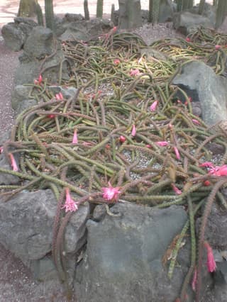 Rat Tail Cactus