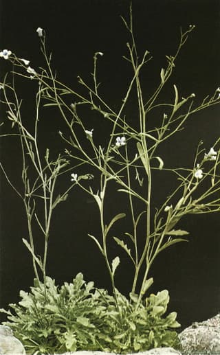 Agrião-das-rochas-lira