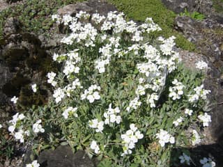 Arábis-do-cáucaso