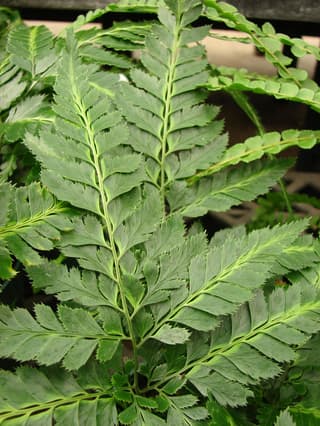 East Indian holly fern