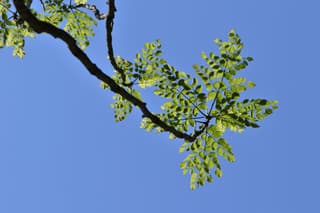 Aralia-do-Japão