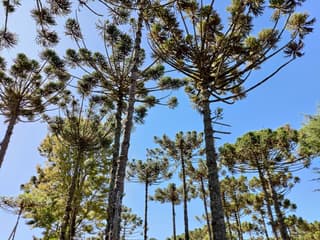 Parana Pine