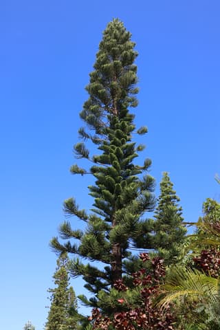 Cook Pine