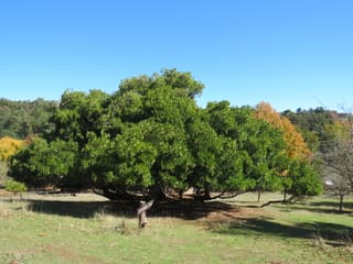 Strawberry Tree