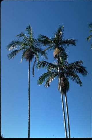 Palmeira-real