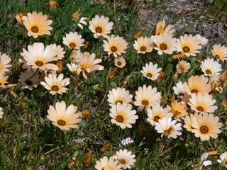 Margarida-africana