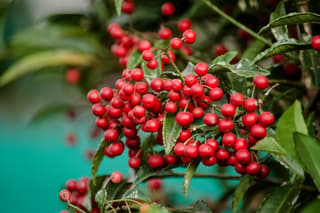 Ardisia