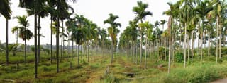 Betel Nut Palm