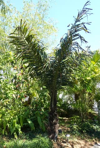 Palmeira-do-açúcar