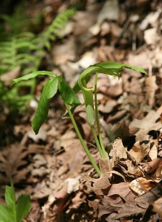 Jack in the pulpit