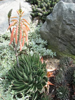 Aloe-renda
