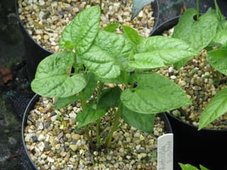 Virginia Snakeroot