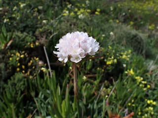 False Sea Thrift