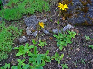 Arnica