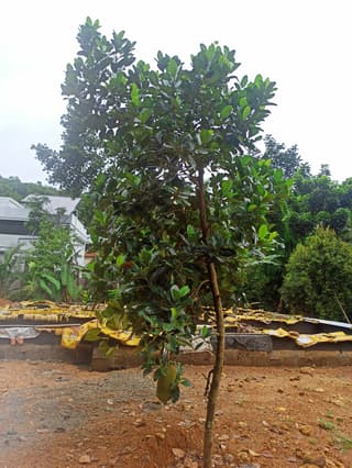 Jackfruit Tree