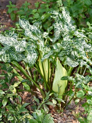 Jarro / Arum (gênero)