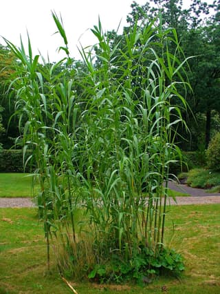 Giant reed