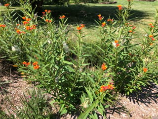 Tropical Milkweed