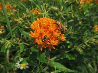 Butterfly Weed