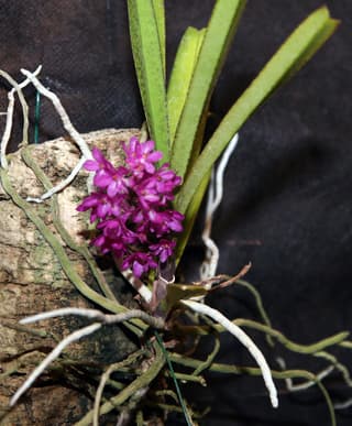 Ascocentrum kosbor