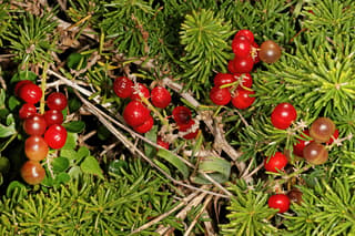 Sprenger's Asparagus