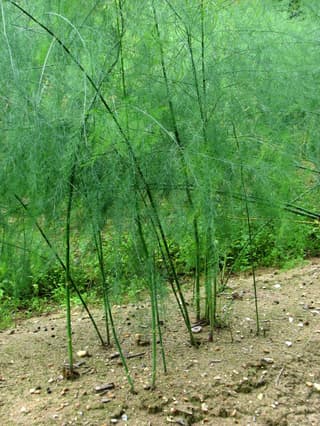 Garden Asparagus
