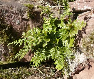 Zwartsteelvaren