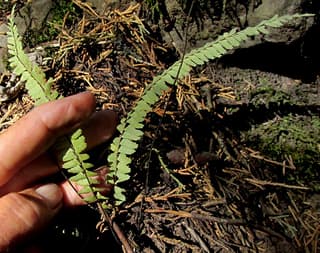 Single-sorus Spleenwort