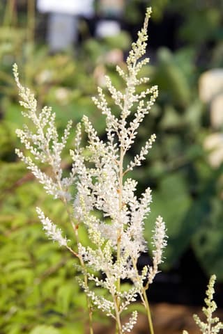 Japanese Astilbe