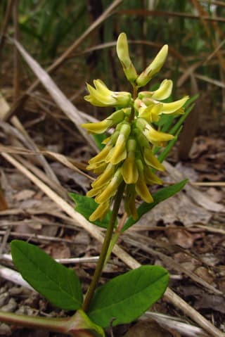 Astragalus