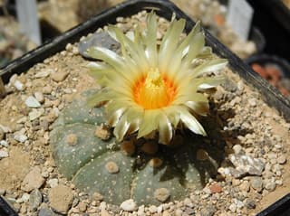 Astrophytum asterias