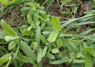 Common Orache