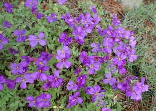 Aubrieta
