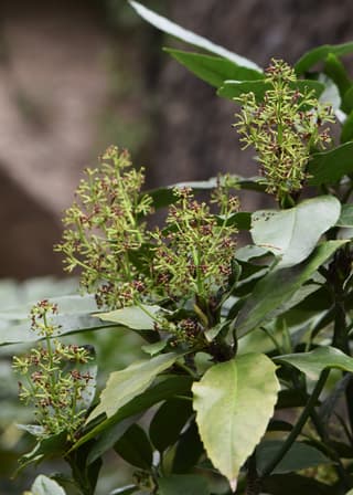 Aucuba (género)