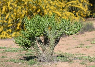 Cacto-agulha-de-Eva