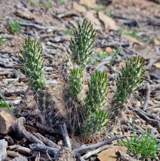 Old Man of the Andes