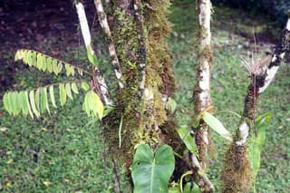 Bilimbi