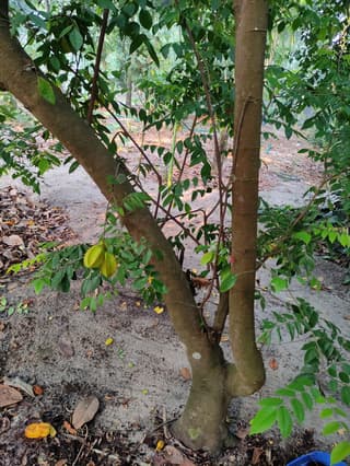 Caramboleira