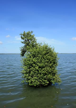 Mangue-cinzento