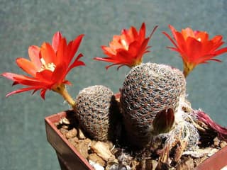 Valgeokkaline rebutia