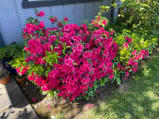 Azalea