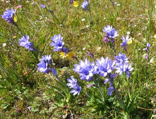 Fragrant Baboon Flower