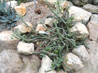 Worstenplant
